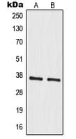 MRPS35 Antibody (Internal)