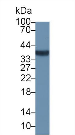 PathPlus™ NPM1 / NPM / Nucleophosmin Antibody (aa204-290)