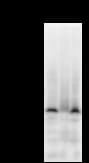 Monoclonal Mouse anti-Human VEZF1 Antibody (clone ZNF5J141, IF, WB)