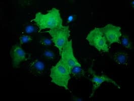 DNAJA2 Antibody (clone OTI1C4)
