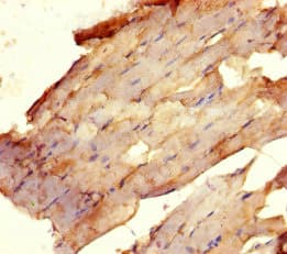 Polyclonal Rabbit anti-Human USF1 / USF Antibody (WB)