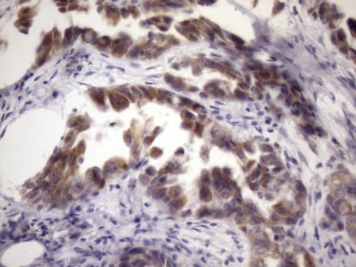 BTEB / KLF9 Antibody (clone OTI6A9)