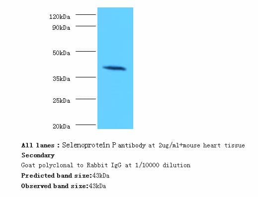 SEPP1 / Selenoprotein P Antibody (HRP)