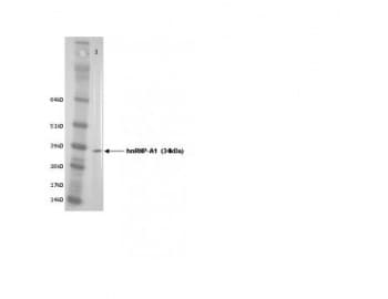 HNRPA1 / HnRNP A1 Antibody (clone 4B10)