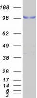 Human LPIN3 / Lipin-3 Protein (Recombinant Myc-DDK (Flag))