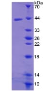 Mouse CCL19 / MIP3-Beta Protein (Recombinant His-GST-S)