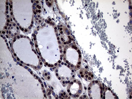 Monoclonal Mouse anti-Human OSGIN2 Antibody (clone OTI6E10, aa1-250, IHC, WB)