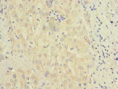 BEND7 Antibody