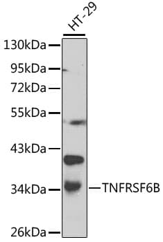 IHC-plus™ Polyclonal Rabbit anti-Human TNFRSF6B / DCR3 Antibody (IHC, WB)