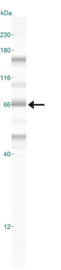 Polyclonal Rabbit anti-Human NR5A2 / LRH-1 Antibody (aa300-350, WB)