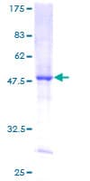 Human DUSP14 Protein (Recombinant GST)