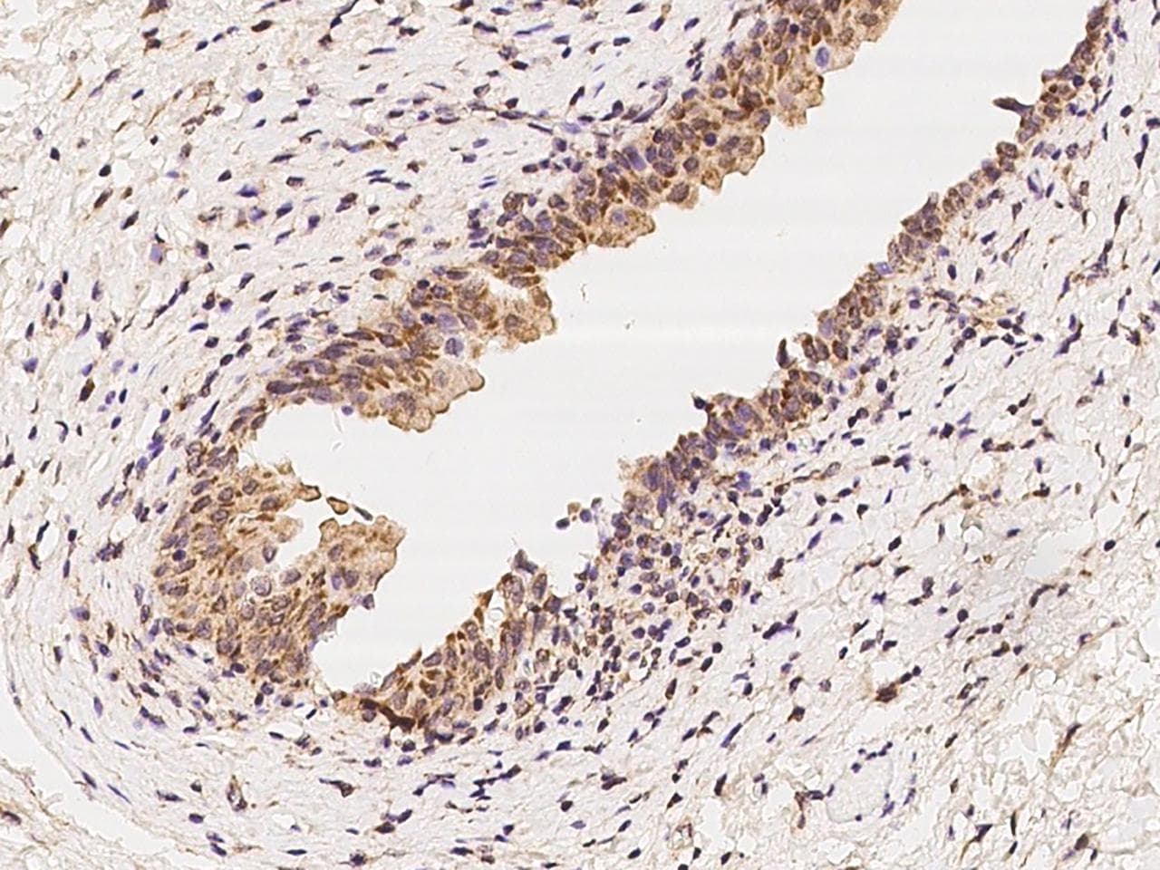MRPL37 Antibody
