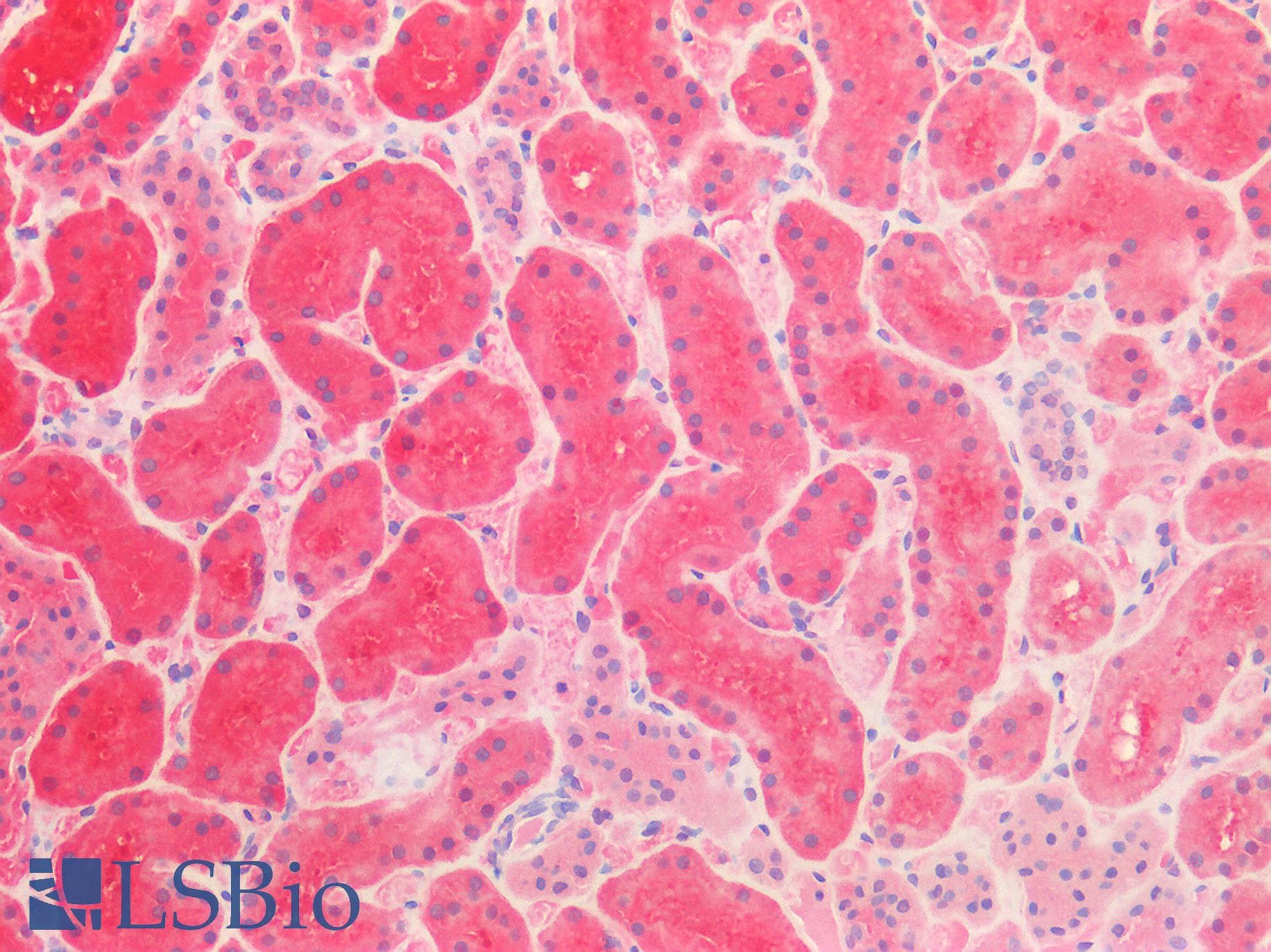 IHC-plus™ ALDH1L1 Antibody