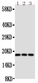 THY1 / CD90 Antibody (Internal)