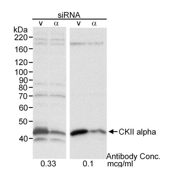 CSNK2A1 Antibody (aa300-350)