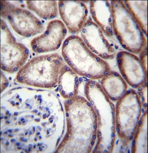 DNAJC27 Antibody (aa1-30)
