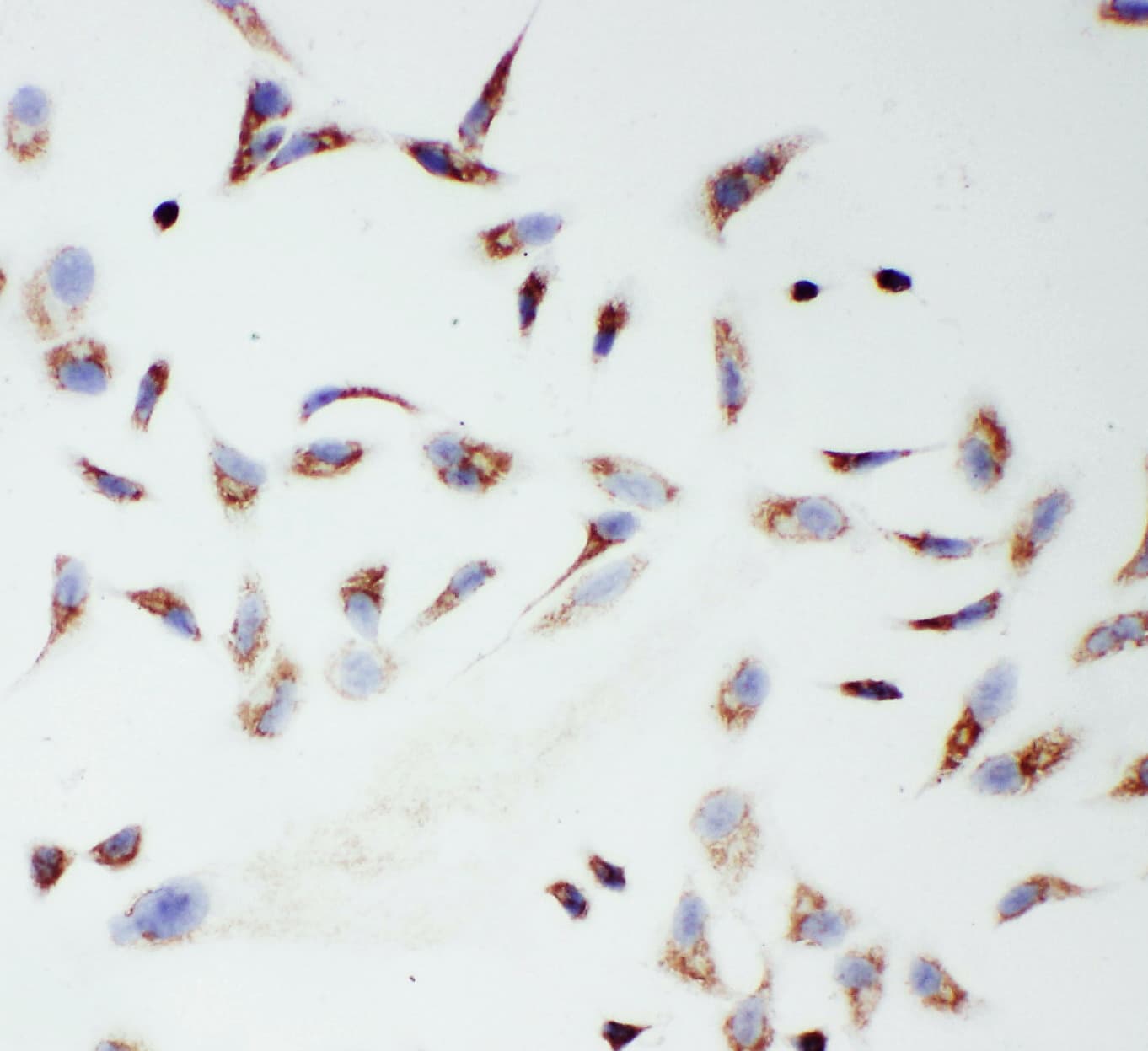 MtTFA / TFAM Antibody (aa227-246)