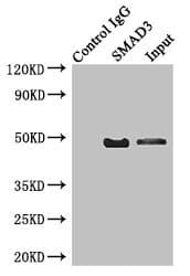 SMAD3 Antibody (aa1-230)