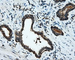 MCL1 / MCL 1 Antibody (clone OTI3B4)