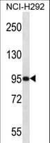 PAPOLG Antibody (aa685-714)
