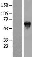 PFKFB2 Protein (Over-Expression Lysate Myc-DDK (Flag))