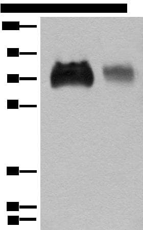 SLC3A2 / CD98 Heavy Chain Antibody