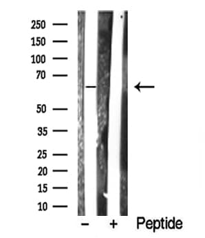 SHC3 / SHCC Antibody