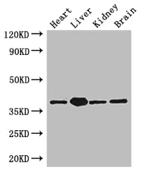 PINX1 Antibody