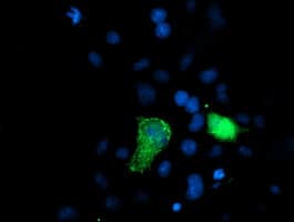 Monoclonal Mouse anti-Human XPNPEP3 Antibody (clone OTI4B8, IHC, IF, WB)