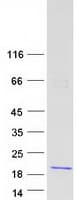Human MBP / Myelin Basic Protein (Recombinant Myc-DDK (Flag))