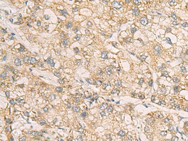 STX5 / Syntaxin 5 Antibody