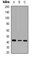Monoclonal Mouse anti-Human ACTB / Beta Actin Antibody (WB)