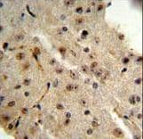 TRIB2 Antibody (aa1-30)