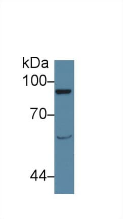 VAV1 / VAV Antibody (aa426-696, APC)