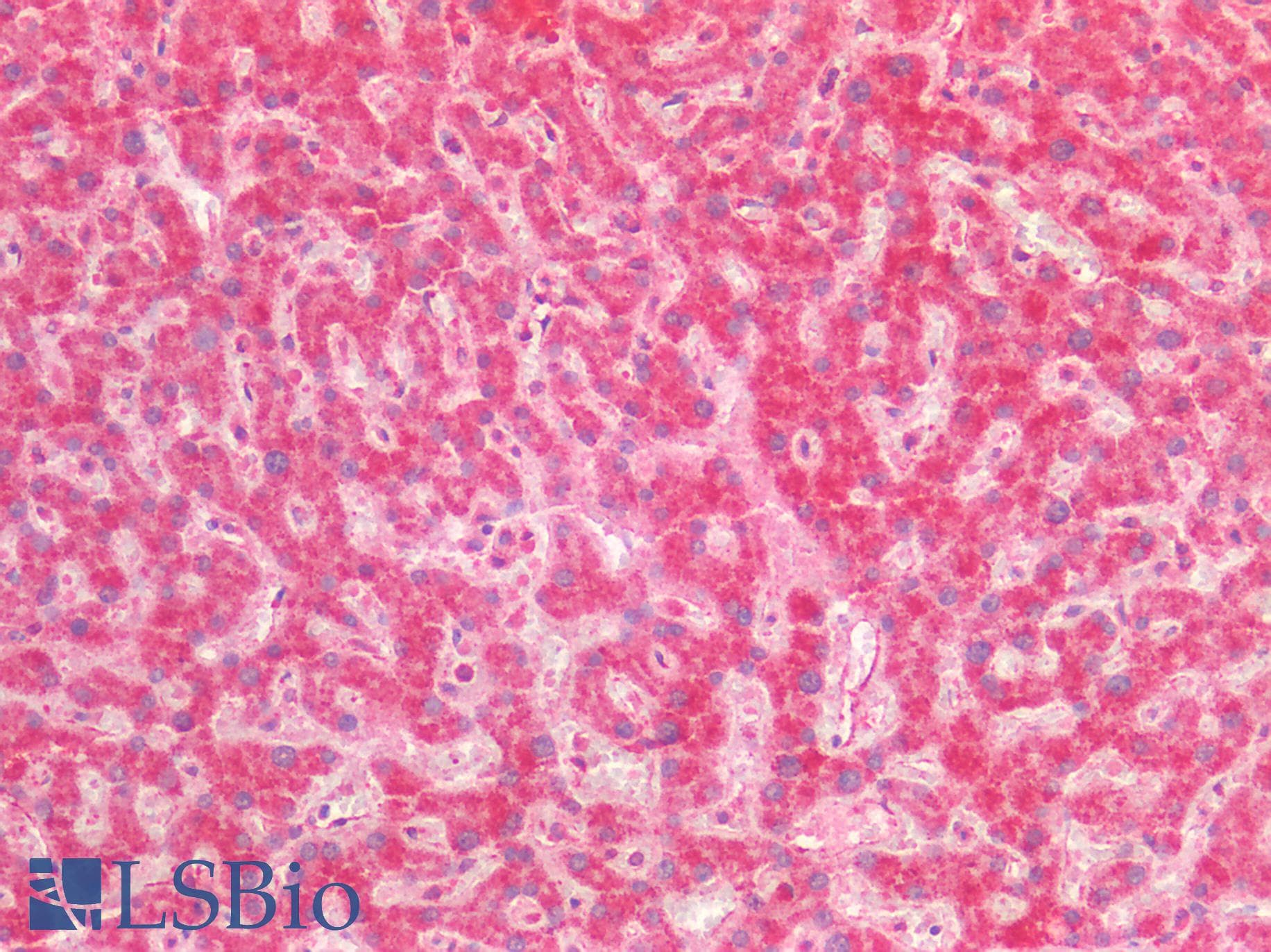 PathPlus™ PTGS2 / COX2 / COX-2 Antibody