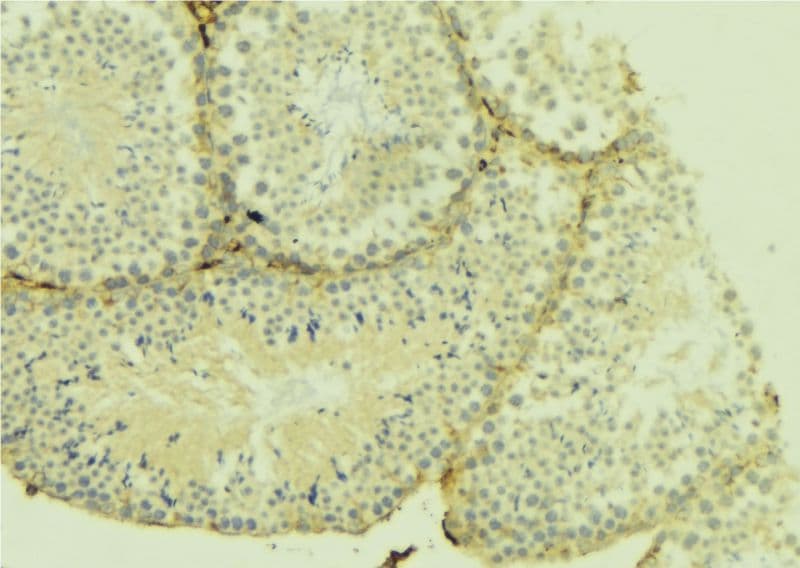 CHST10 Antibody