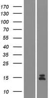 GUCA2A / Guanylin Protein (Over-Expression Lysate Myc-DDK (Flag))