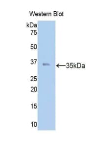 CAPN1 / Calpain 1 Antibody (aa75-356, APC)