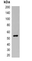 VSV-g Tag Antibody