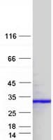 Human DSC92 / NGRN Protein (Recombinant Myc-DDK (Flag))