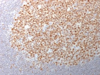 EPCAM Antibody (clone EGP40/1372, Azide-free, BSA-free)