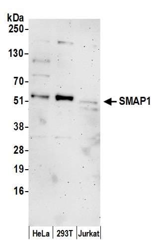SMAP1 Antibody (aa275-325)