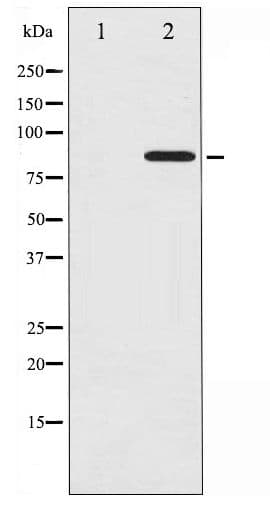CTTN / Cortactin Antibody (phospho-Tyr466)