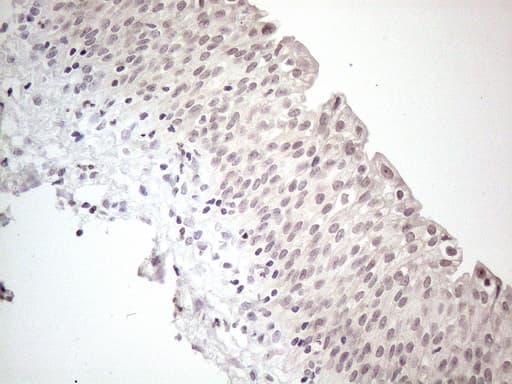 CTBP2 Antibody (aa233-336, clone OTI4D4)
