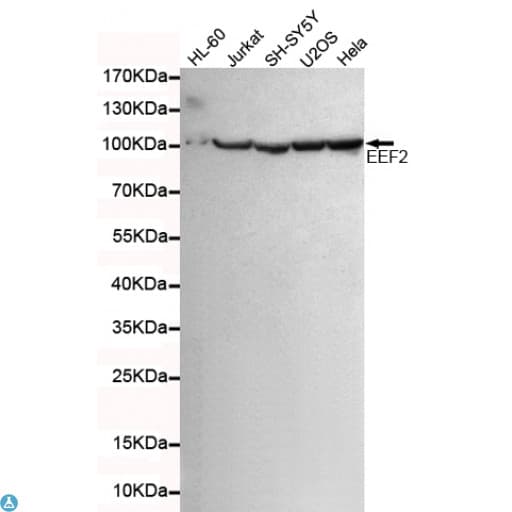 EEF2 / Elongation Factor 2 Antibody