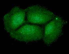 ING2 Antibody (clone AT39E5)