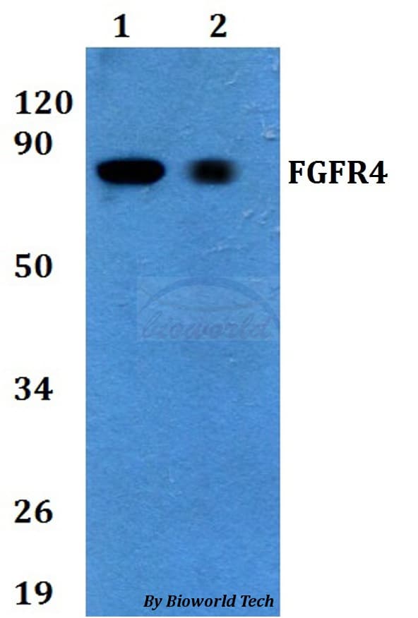 FGFR4 Antibody