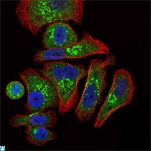 EPO / Erythropoietin Antibody