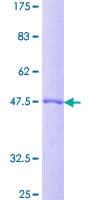 Human DIRAS2 Protein (Recombinant GST)