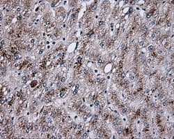 NPR3 Antibody (clone OTI2C2, Carrier-free)